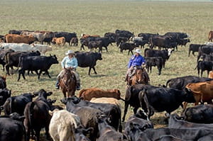 Celebrating Rural Ranching Women 2023 - DiscoverHumboldt.com - Local